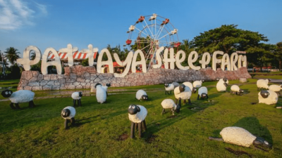 The profile picture for Pattaya Sheep Farm