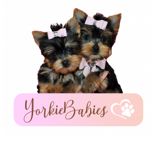 The profile picture for Yorkie yorkiebabie Babies