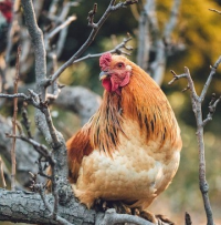 Why the Rhode Island Red Hen is the Perfect Addition to Your Backyard Flock?